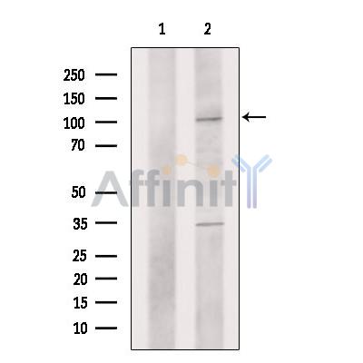 Валидация Affinity DF2953 - 13694