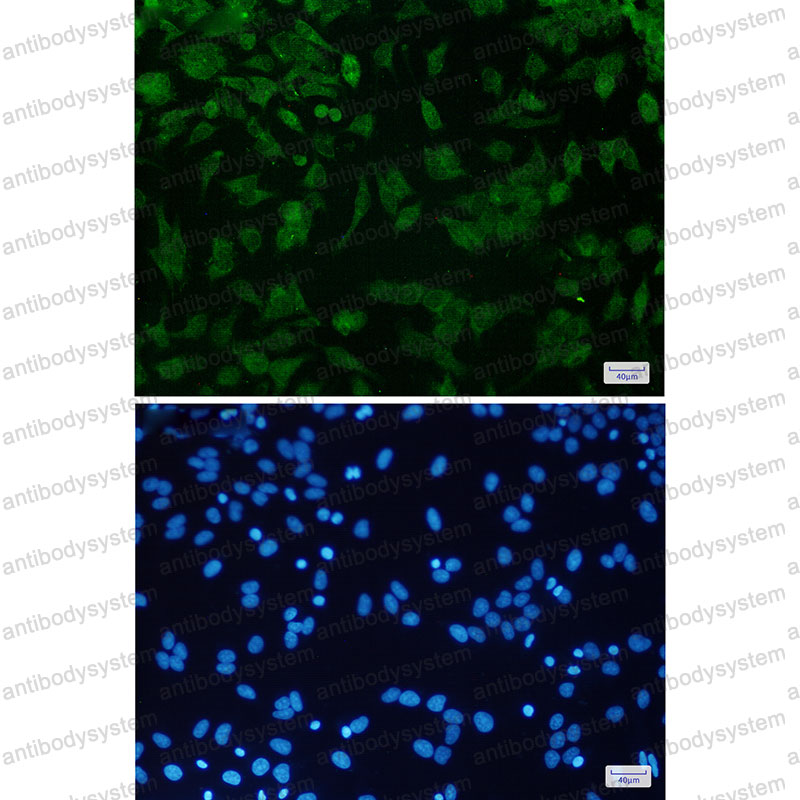 Валидация IF - AntibodySystem RHE37703