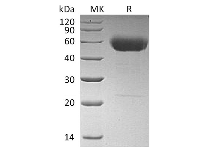 Валидация Elabscience PKSH032632(3072)