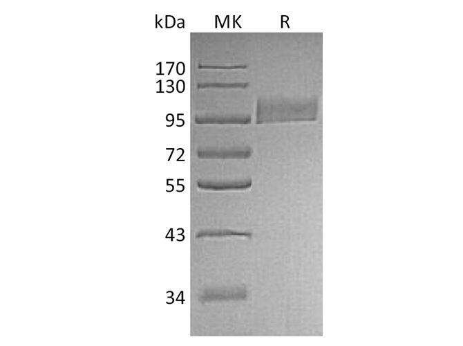 Валидация Elabscience PKSH033583(3876)