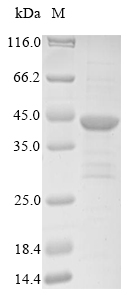 SDS-PAGE