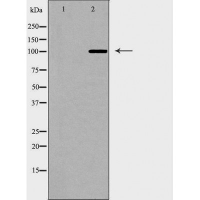 Валидация Affinity DF6641 - 18112