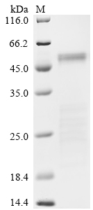 SDS-PAGE