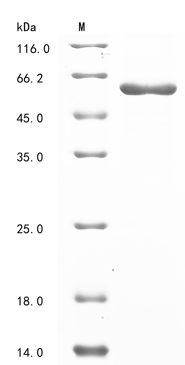 SDS-PAGE
