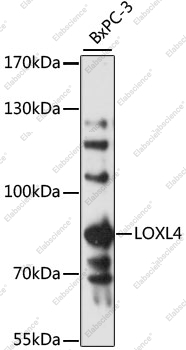 Вестерн-блоттинг, LOXL4, клетки BxPC-3
