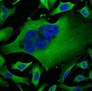 Иммунофлуоресценция, beta Tubulin, ткань HeLa