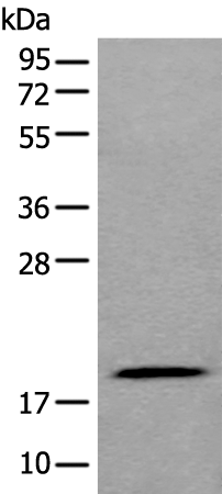 Валидация AssayVector ARM1812(2335)