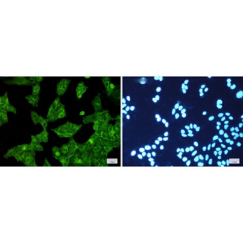 Валидация Elabscience E-AB-81439
