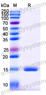 Валидация SDS-PAGE - AntibodySystem RHJ90202