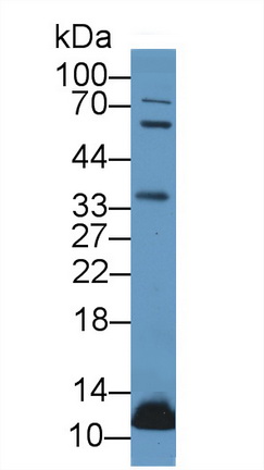 14436