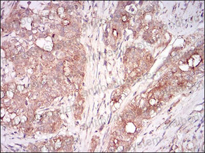 Валидация AntibodySystem RHA30602 (98)