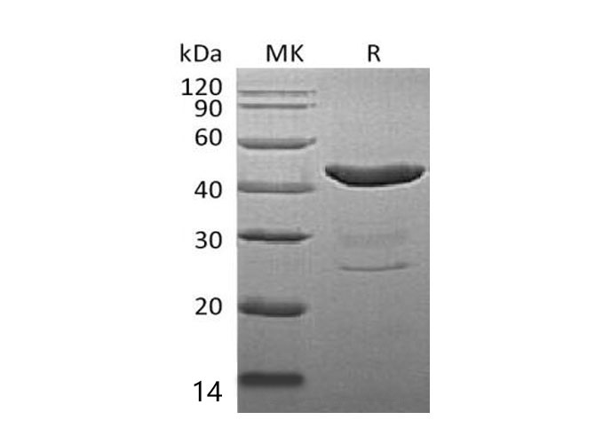 Валидация Elabscience PKSM041057(4983)