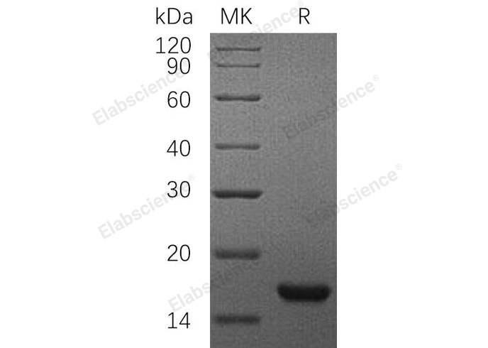 Валидация Elabscience PKSR030452(5767)