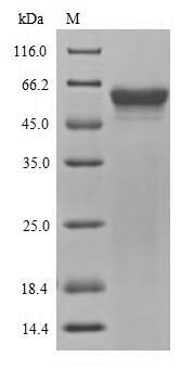 SDS-PAGE