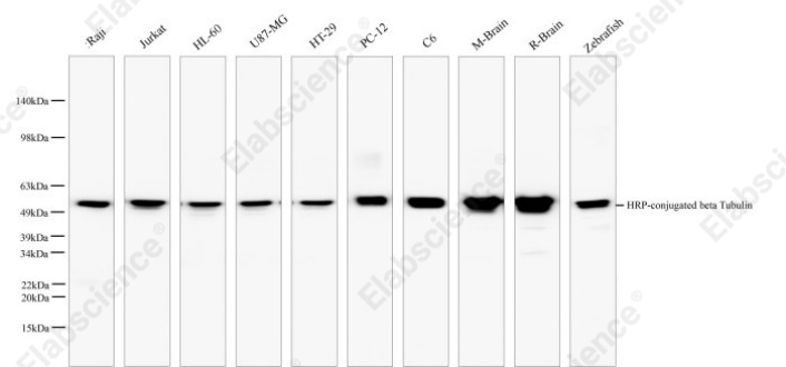 Вестерн-блоттинг, beta Tubulin, различные клеточные линии и ткани