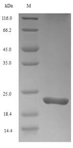 SDS-PAGE