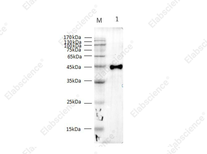 Вестерн-блоттинг, Strep Ⅱ-Tag, рекомбинантный белок