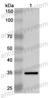 Валидация AntibodySystem PHB87001