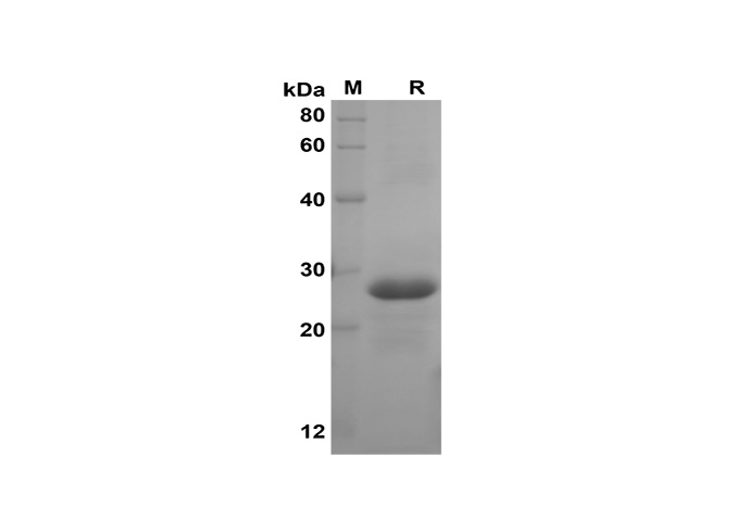 Валидация Elabscience PDEH100603(115)