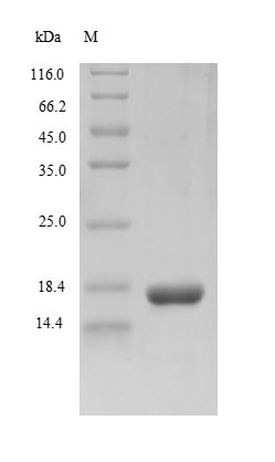 SDS-PAGE