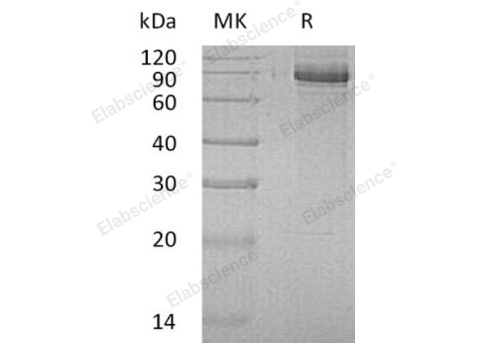 Валидация Elabscience PKSH032592(3039)