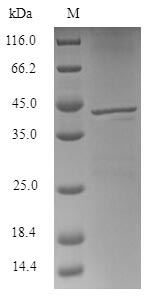 SDS-PAGE