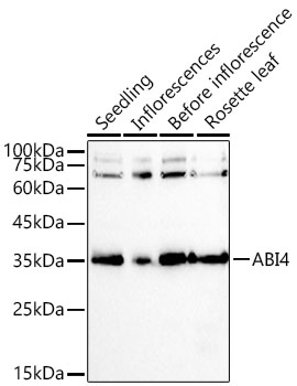A22239, вестерн-блоттинг, ткани Arabidopsis thaliana (18931)