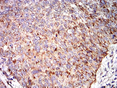 Валидация AntibodySystem RHB89906