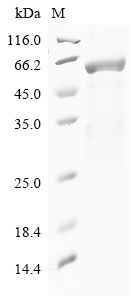 SDS-PAGE