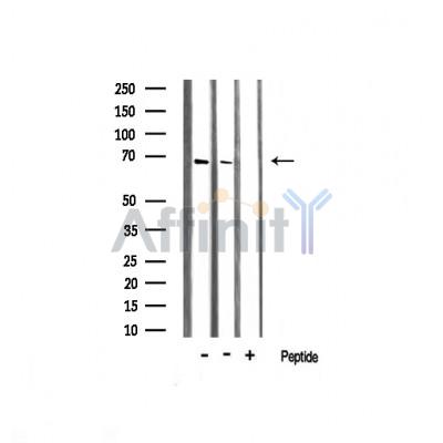 Валидация Affinity AF6422 - 3726