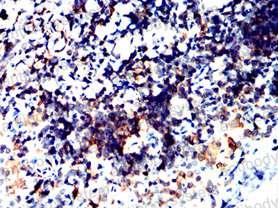 Валидация AntibodySystem RHJ16301 (3347)