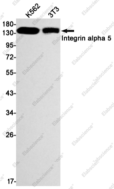 Вестерн-блоттинг, Integrin alpha 5, клетки K562 и 3T3