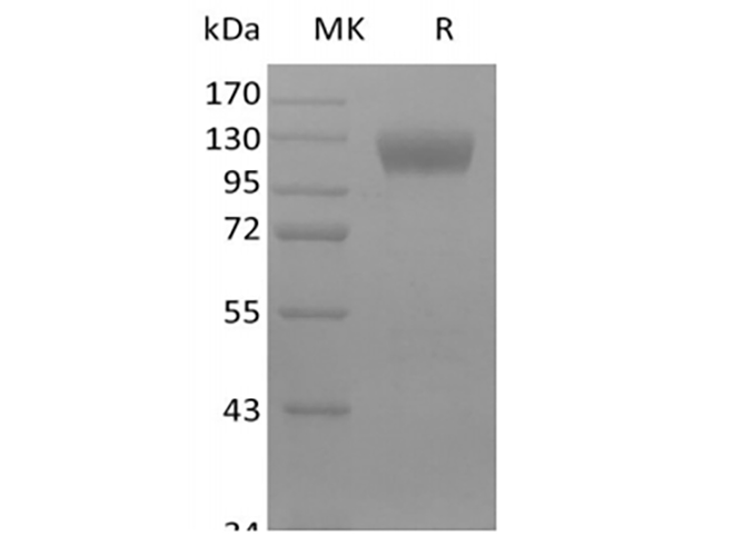 Валидация Elabscience PKSM041425(5300)