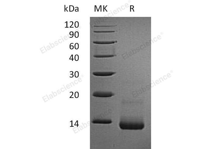 Валидация Elabscience PKSR030422(5756)