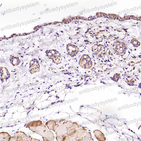 Валидация AntibodySystem RHD47804 (1600)