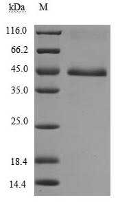 SDS-PAGE