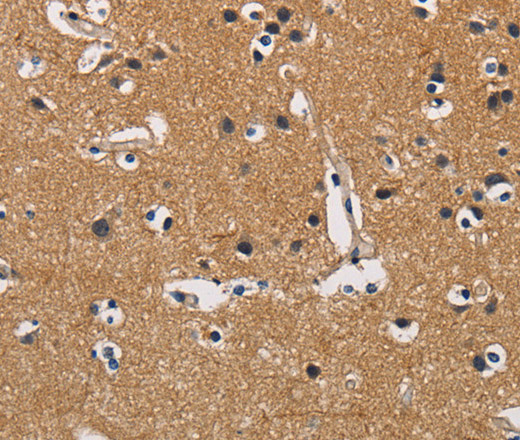 Валидация Elabscience E-AB-10937