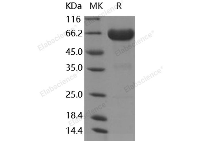 Валидация Elabscience PKSH030506(1419)