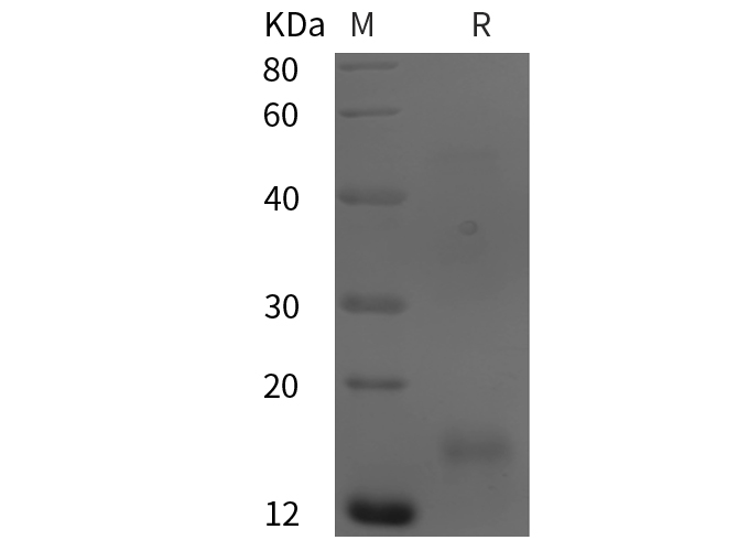 Валидация Elabscience PDEH100896(326)