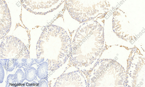 Иммуногистохимия, Phospho-FOXO3 (Ser253), ткань семенника крысы