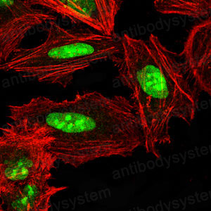 Валидация IF - AntibodySystem RHB26402