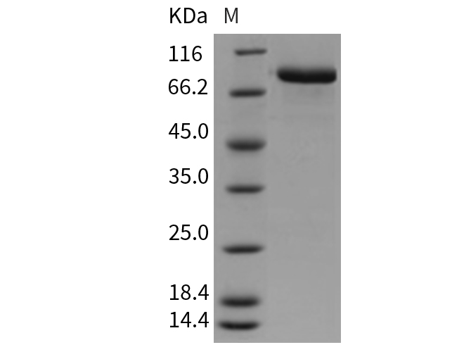 Валидация Elabscience PKSM040400(4400)
