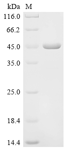 SDS-PAGE