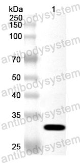 Валидация AntibodySystem PHA45701