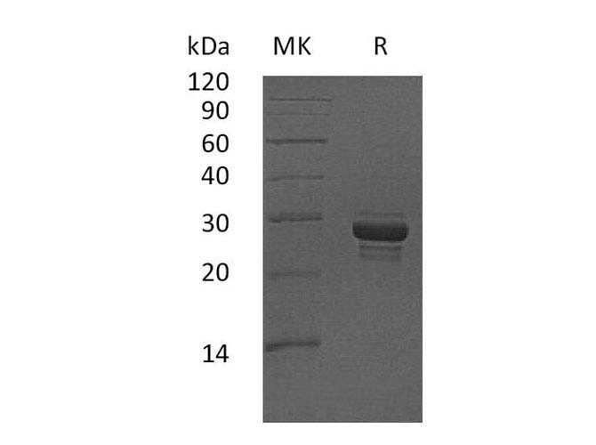 Валидация Elabscience PKSH033301(3634)