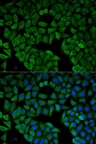 Иммунофлуоресценция, CHRNA1, клетки HeLa