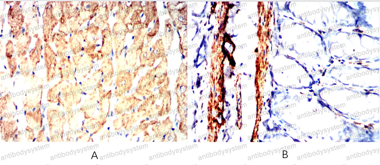 Валидация AntibodySystem RHD25502 (1429)