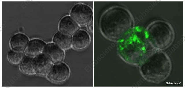 Иммунофлуоресценция, SARS-CoV Spike Protein, клетки 293T