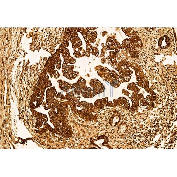 Валидация Affinity DF12079 - 6162