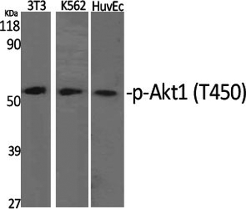 Валидация Elabscience E-AB-20804